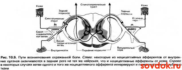 пути распространения боли