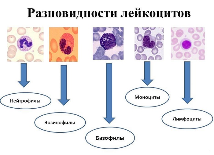 Разновидности лейкоцитов
