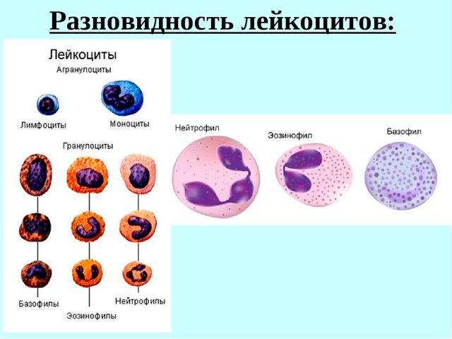 Разновидности лейкоцитов