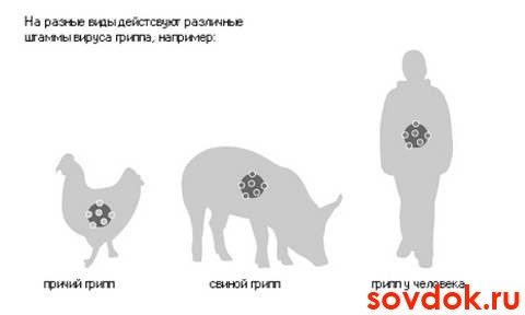 разные штаммы вируса гриппа
