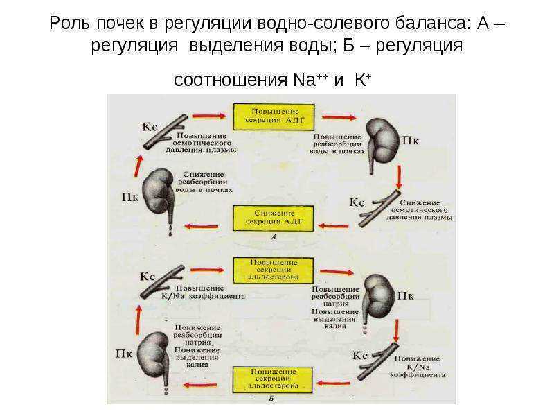 Регуляция почками водно-солевого обмена (схема)