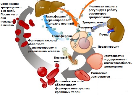 Роль фолиевой кислоты в образовании эритроцитов (схематически)