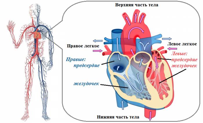 Сердце человека – это 4-х камерный «насос» из 2-х предсердий и 2-х желудочков