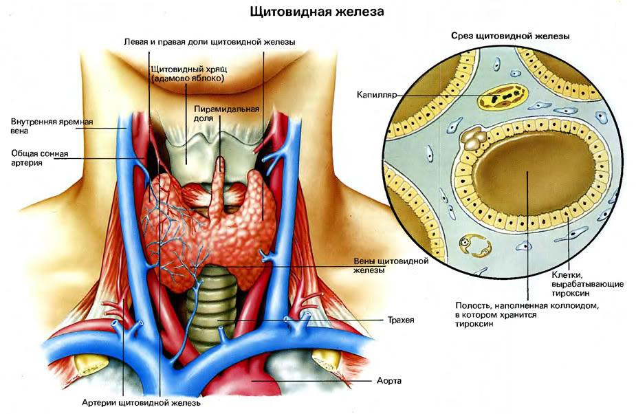 Щитовидная железа