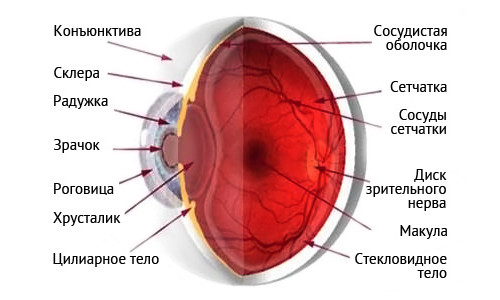 Схема строения глаза