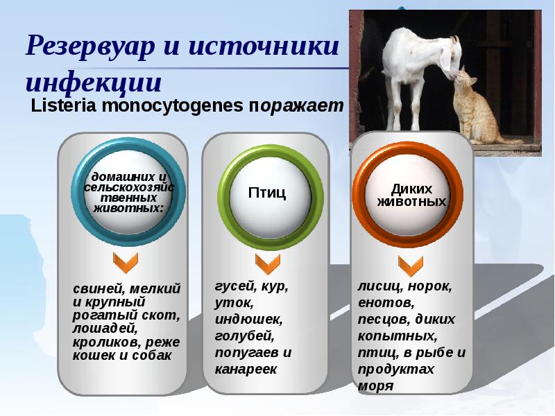 Схема источников заражения