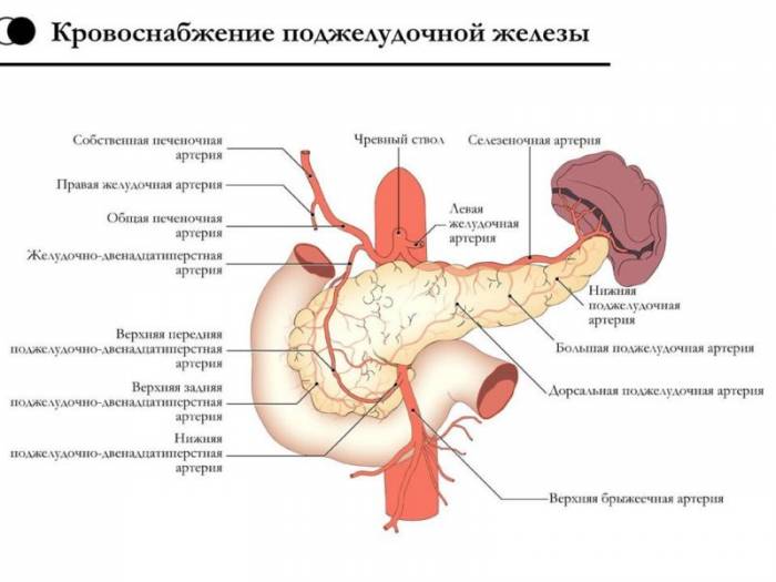 Схема кровоснабжения поджелудочной железы: артерии, сосуды и оттоки