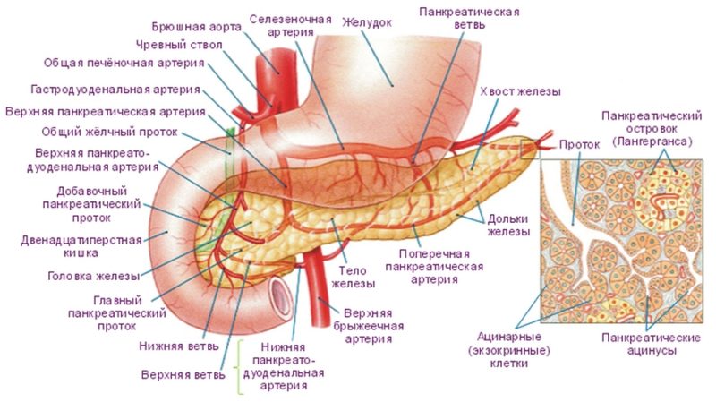 Схема кровоснабжения поджелудочной железы: артерии, сосуды и оттоки