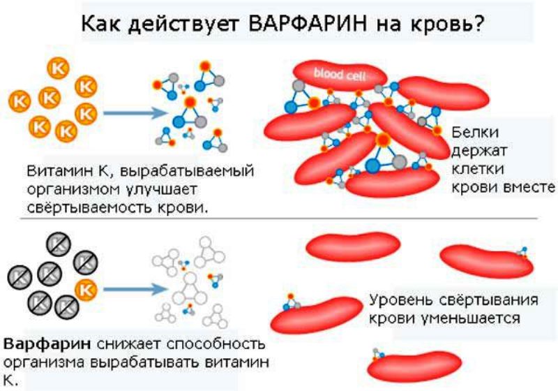 Схема механизма действия препарата Варфарин