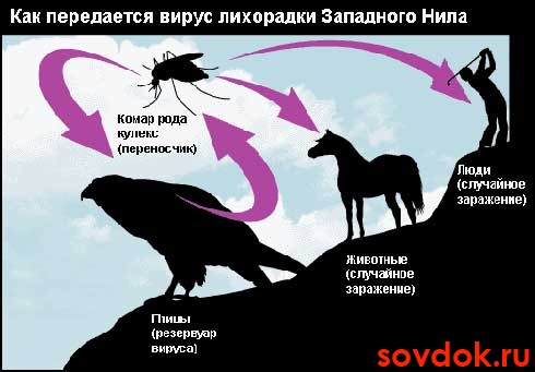 схема передачи