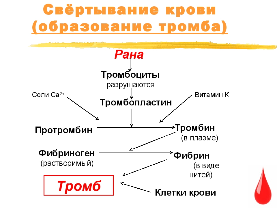 Схема процесса свертывания крови