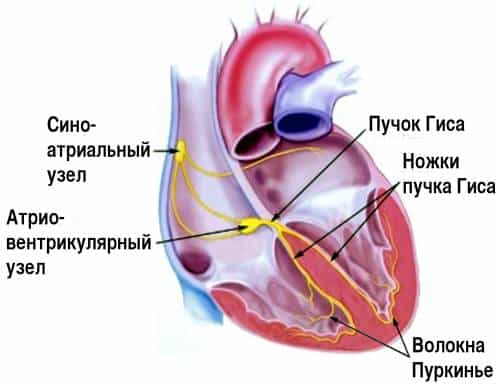 Схема проводящей системы