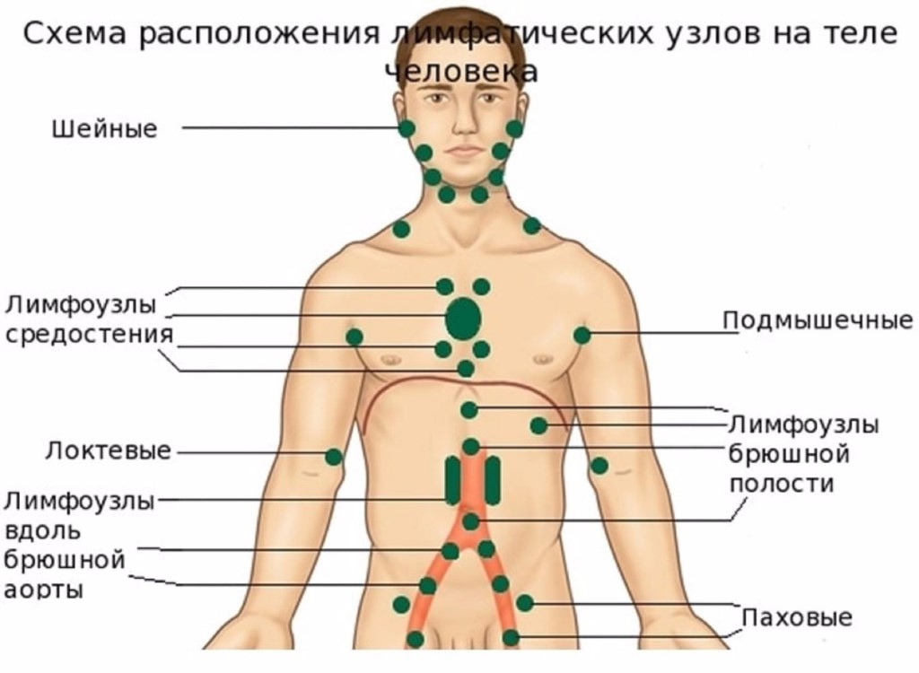 Схема расположения поверхностных лимфоузлов