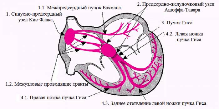Схема строения проводящей системы