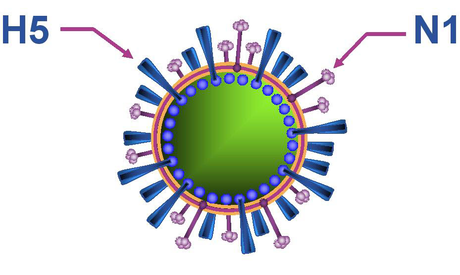 Схема строения вируса птичьего гриппа H5N1