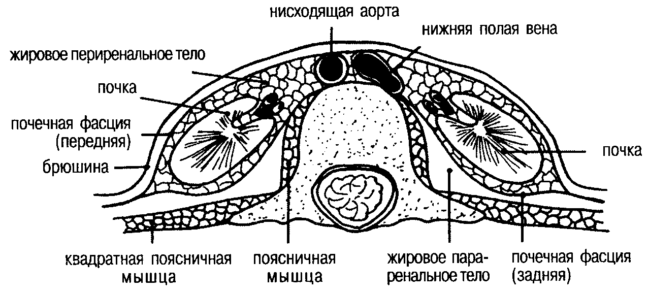 Схема строения забрюшинного пространства