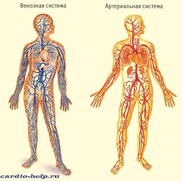 Схема венозной и артериальной системы кровообращения.