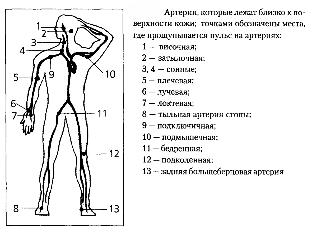 Схематическое изображение человека и точки пальпации (прощупывания) пульса
