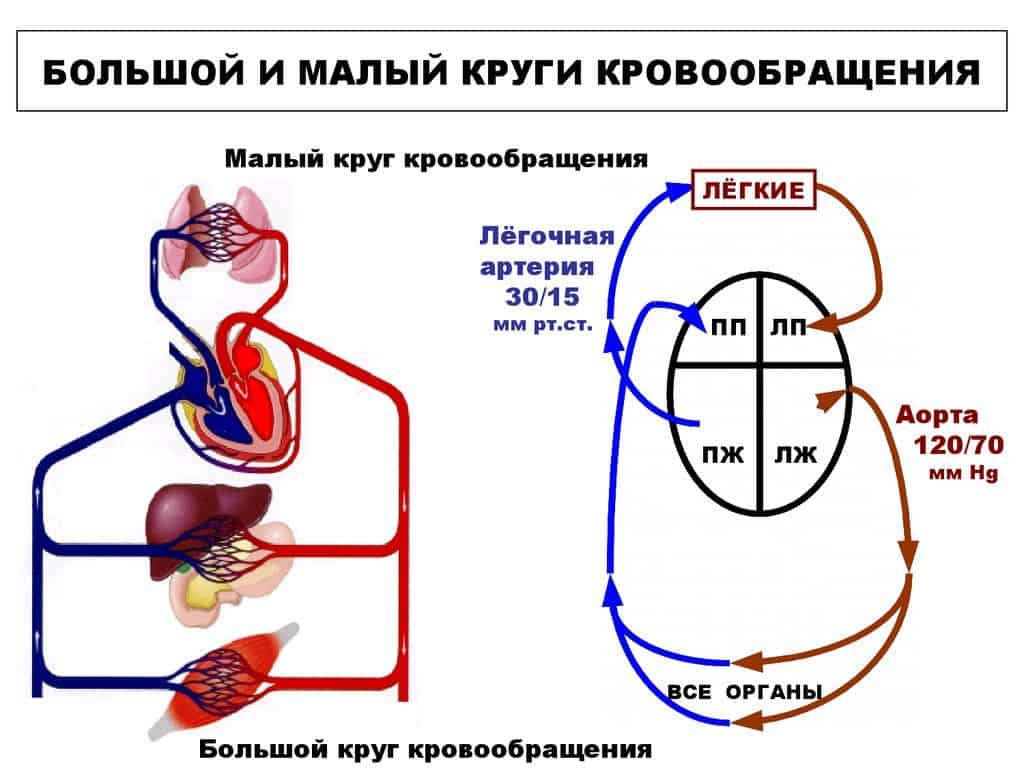 Схематическое изображение циркуляции.