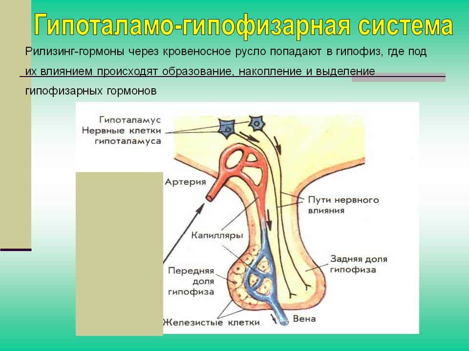 Схематическое изображение уровня контакта гипоталамуса с гипофизом.