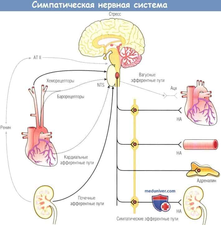 Симпатическая нервная система.