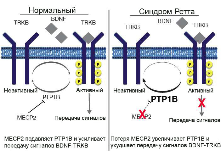 Схематическое изображение генетической поломки, провоцирующей развитие синдрома Ретта