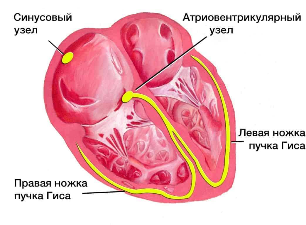 Синусовый узел генерирует электрические импульсы