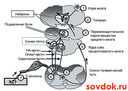 система ноцицепции