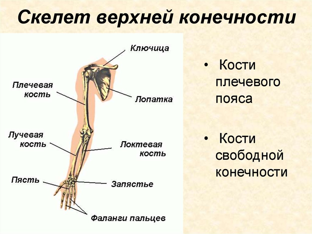 Скелет верхней конечности (схема)