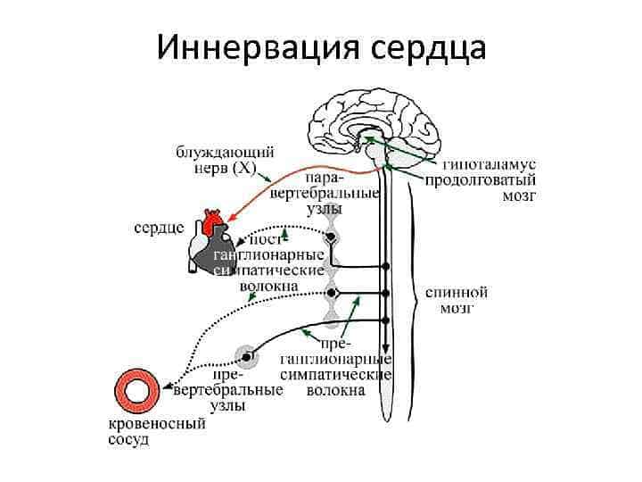 Сложный процесс регулируется многими системами