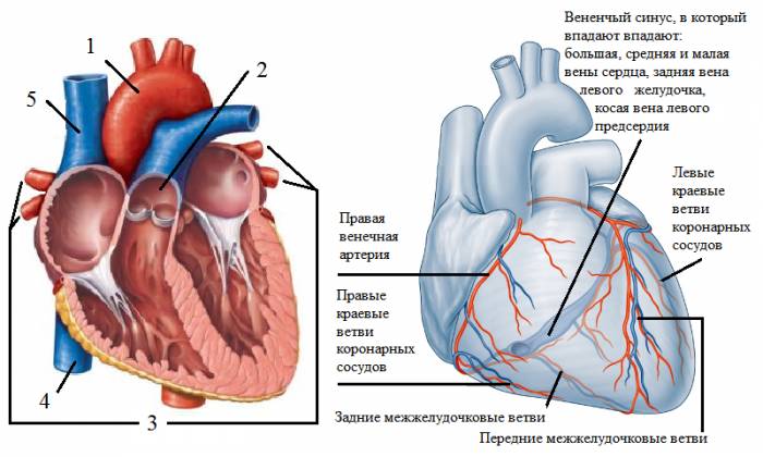 Сосуды выходящие и впадающие в сердце, и эпикардиальные коронарные сосуды