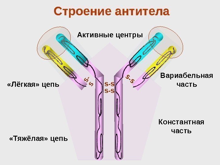 Строение антитела