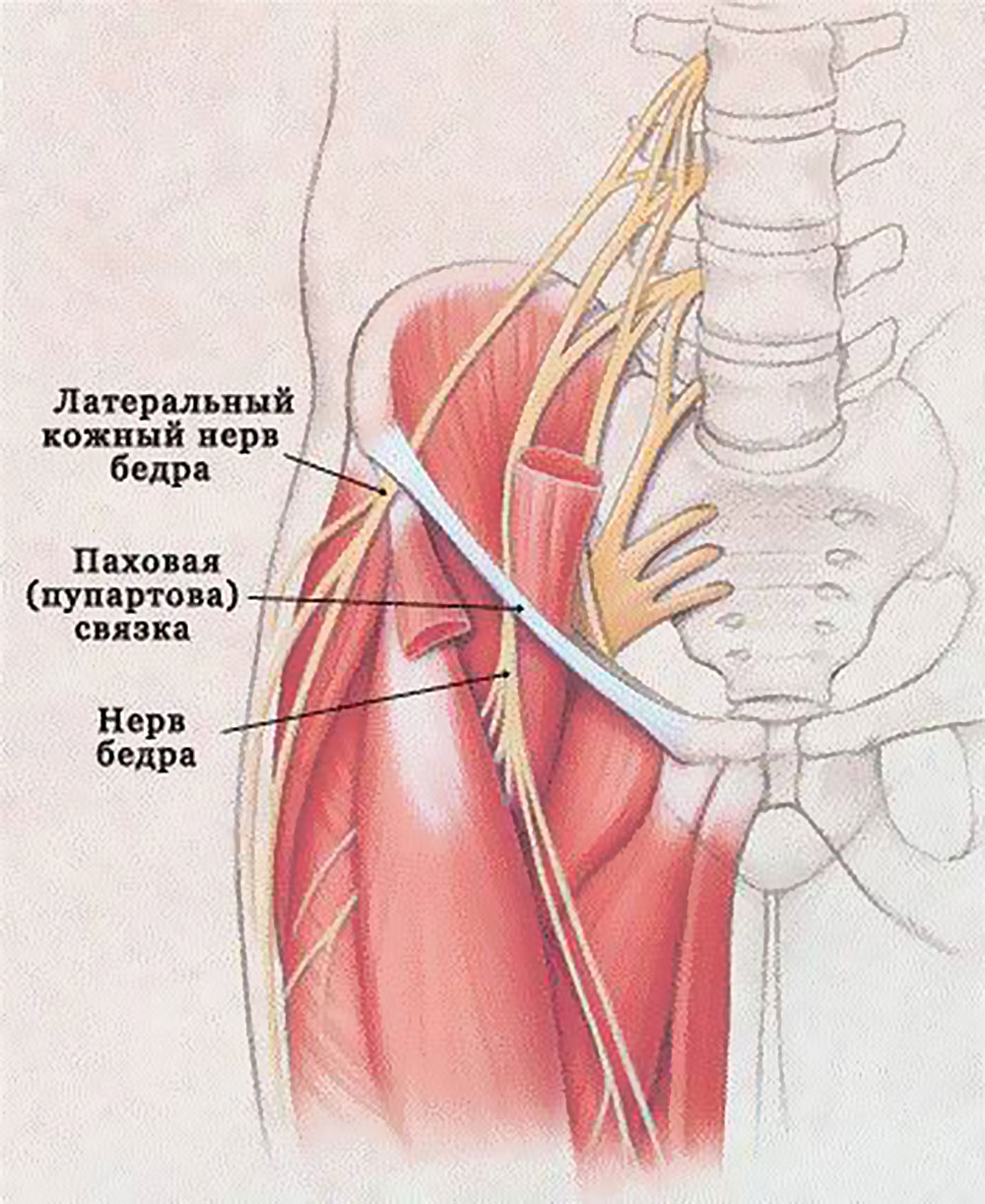 Строение бедренного нерва