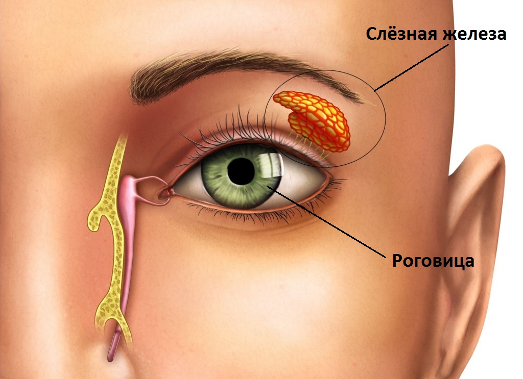 Строение глаза