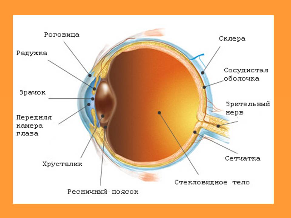 Строение глаза