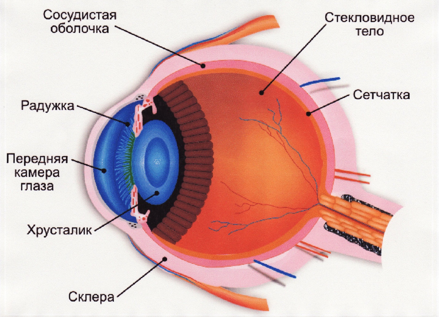 Строение глаза