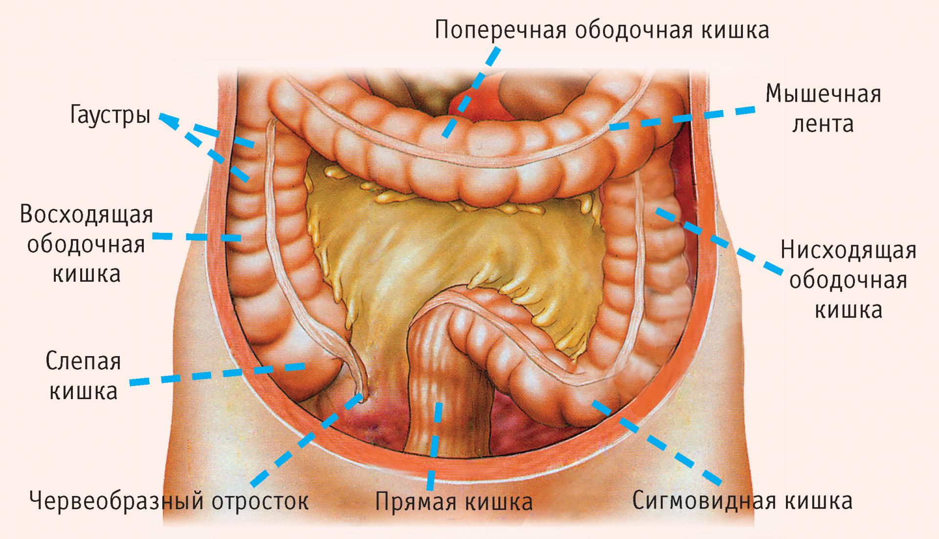 Строение кишечника