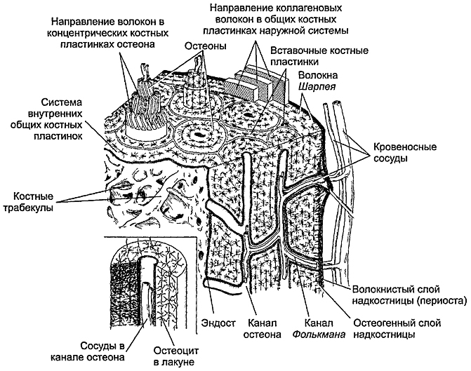 Строение костной ткани