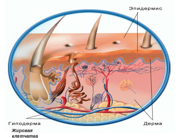 Строение кожи человека