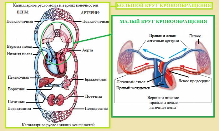 Строение кровеносной системы: большой и малый круги кровообращения