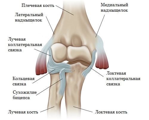 Строение локтевого сустава (схема)