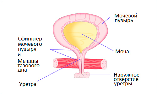 Строение мочевого пузыря и его сфинктеров