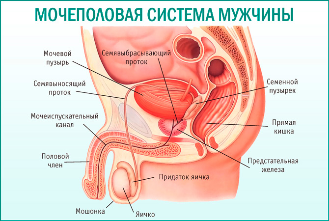 Строение мужской мочеполовой системы (схема)