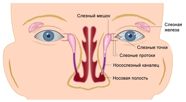 Строение носослёзного канала