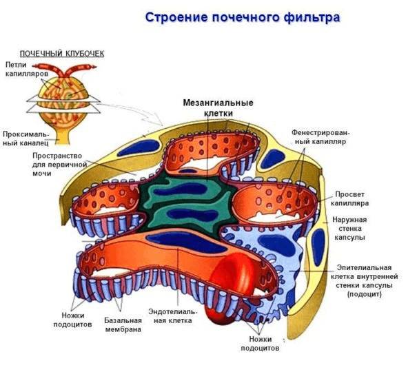 Строение почечного фильтра (схема)