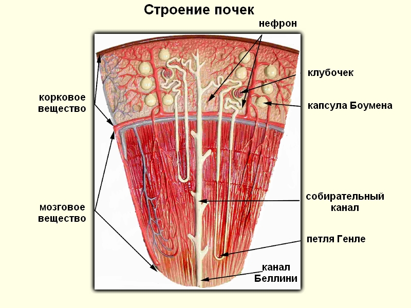 Строение почек