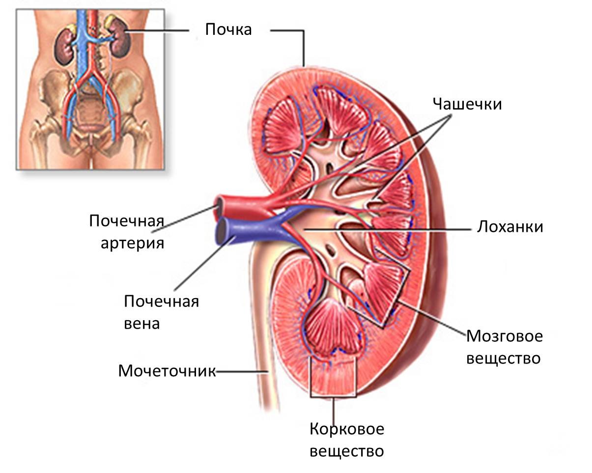 Строение почки