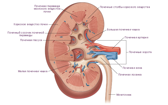 Строение почки