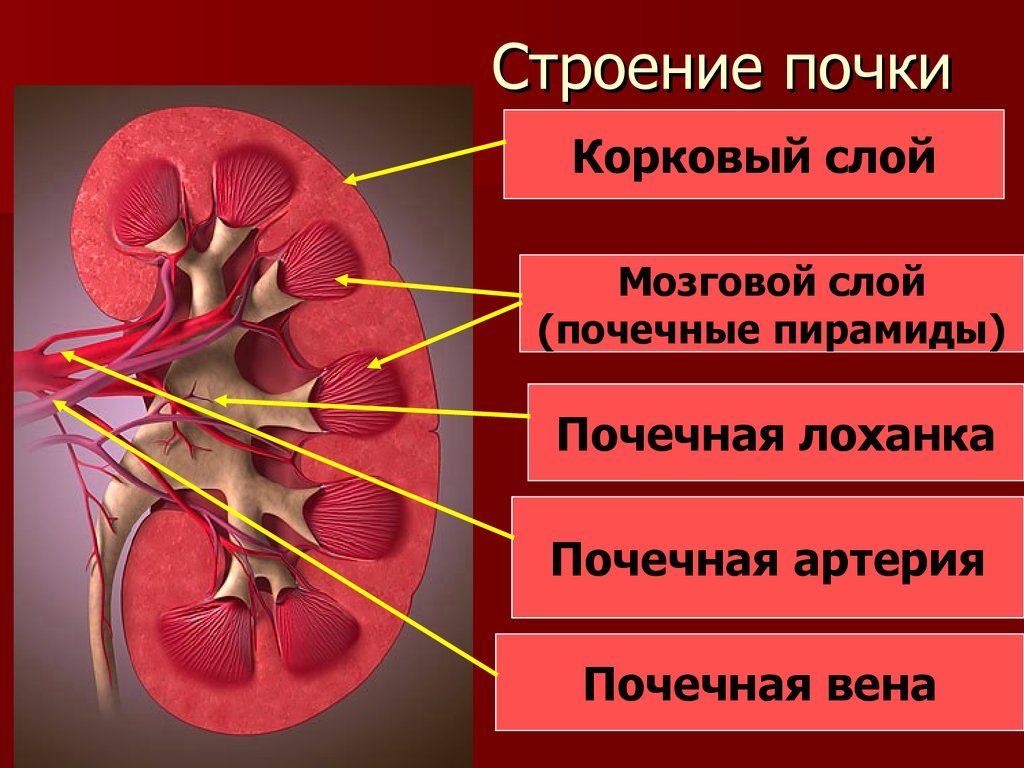 Строение почки (схема)