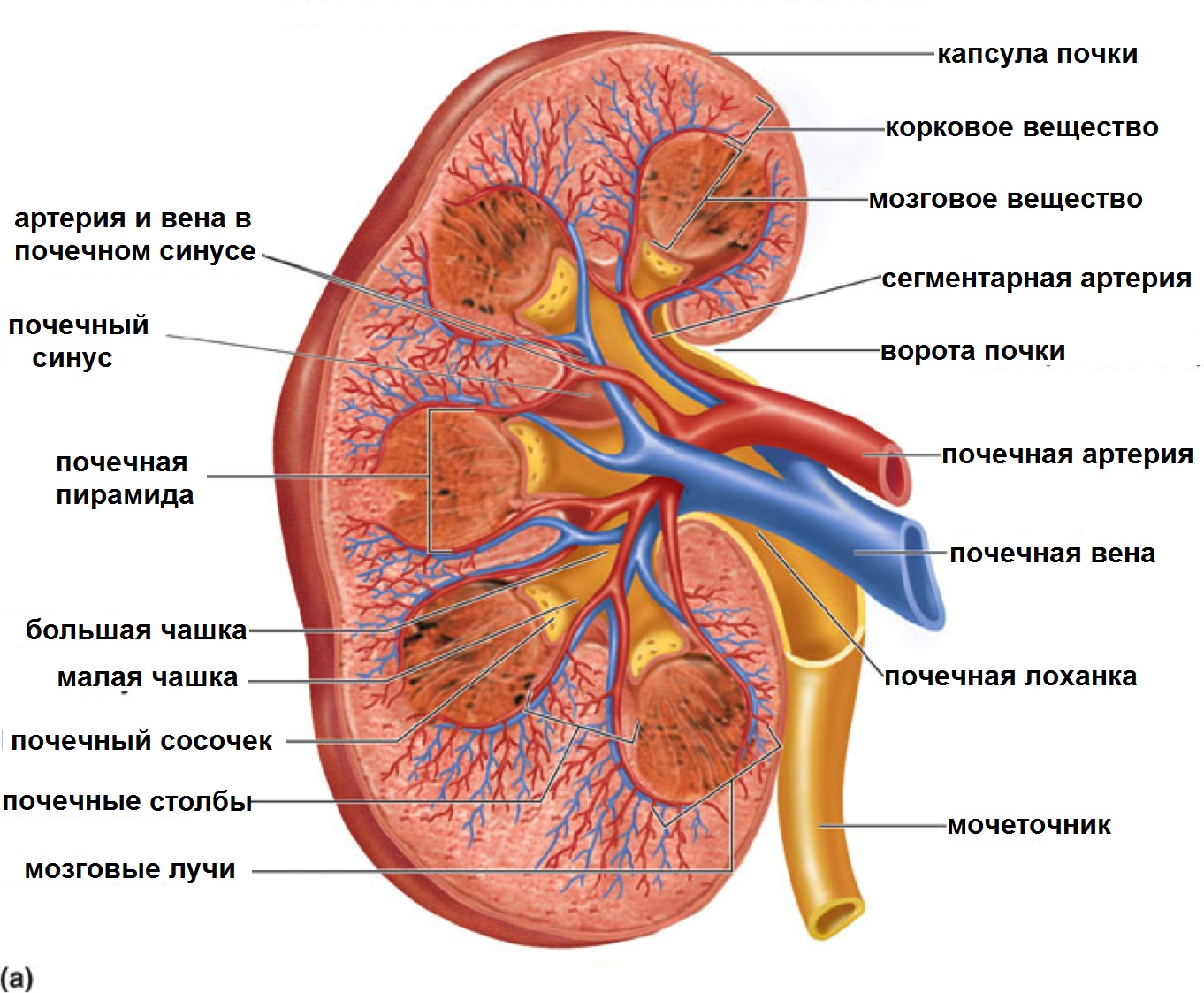 Строение почки (схема)